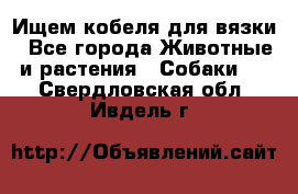 Ищем кобеля для вязки - Все города Животные и растения » Собаки   . Свердловская обл.,Ивдель г.